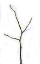 hazel (corylus avellana), twig with alternate buds. 2009-01-26, Pentax W60. keywords: coryllus avellana, corylus silvestris, haselstrauch, noisetier, avelinier, nocciulo, filbert